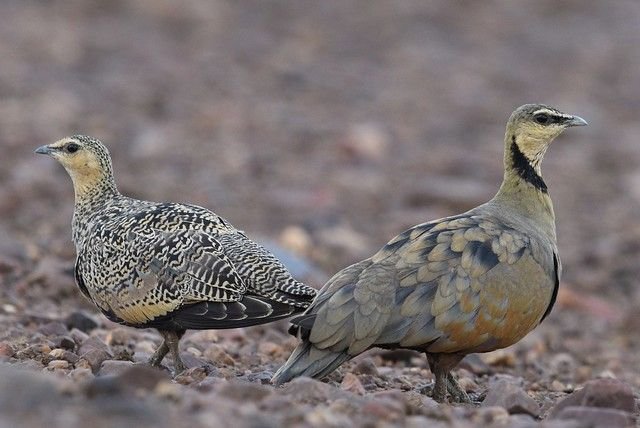 Yellow-throated Sandgrouse